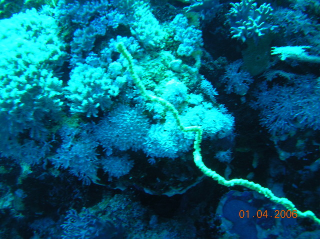 DSCN0696