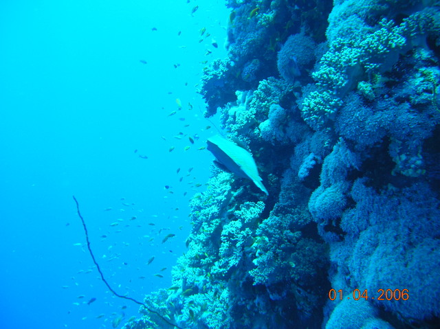 DSCN0699
